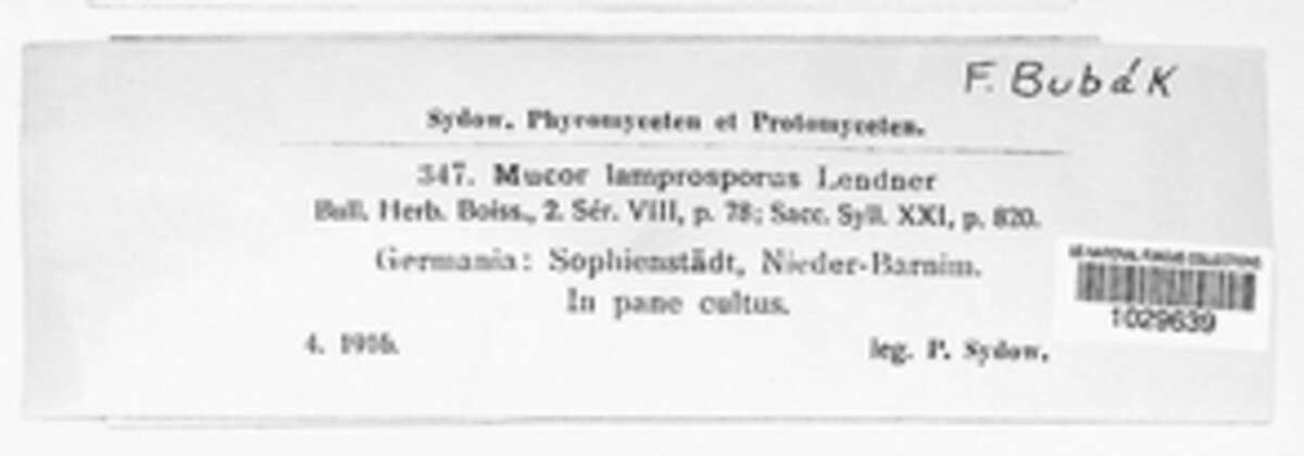 Backusellaceae image